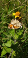Phyciodes phaon
