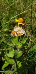 Phyciodes phaon