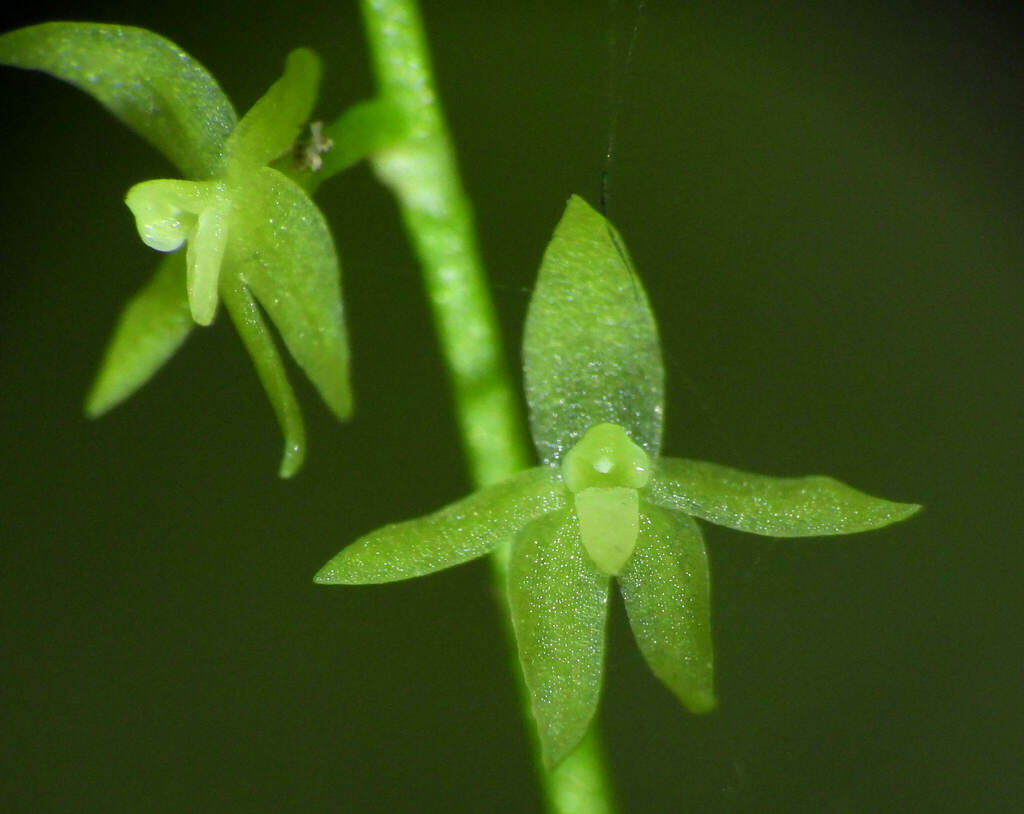 Platystele edmundoi