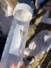 Loxostegopsis merrickalis