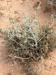 Stephanomeria exigua