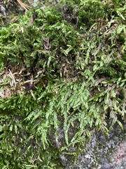 Homalia trichomanoides