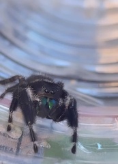 Phidippus audax