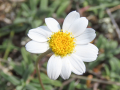 Anthemis