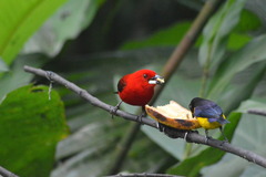 Ramphocelus bresilius