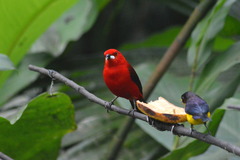 Ramphocelus bresilius