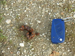 Vulpes vulpes silacea