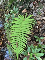 Pelazoneuron kunthii