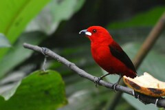 Ramphocelus bresilius