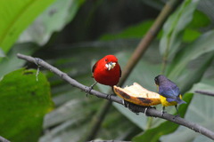 Ramphocelus bresilius
