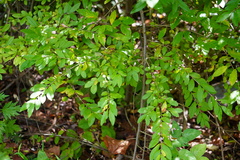 Ligustrum obtusifolium