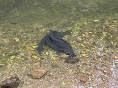 Anguilla dieffenbachii