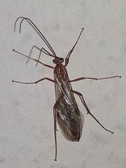 Ophion obscuratus