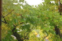 Acer pseudoplatanus