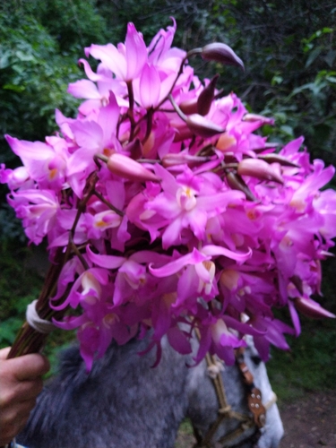 Image of Laelia autumnalis by (c) Juan Antonino Sandoval, some rights reserved (CC BY)