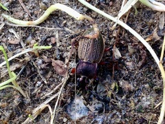 Carabus cancellatus