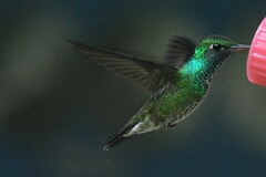 Chrysuronia versicolor