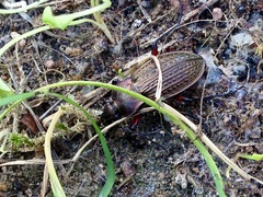 Carabus cancellatus