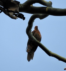 Macropygia phasianella