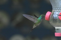 Chrysuronia versicolor