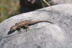 Sceloporus ochoterenae