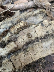 Parajulidae