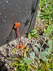 Sedum tenellum