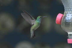 Chrysuronia versicolor