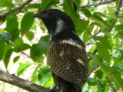 Centropus phasianinus