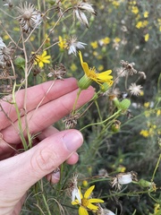 Senecio flaccidus douglasii