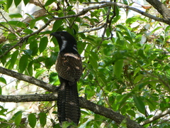 Centropus phasianinus