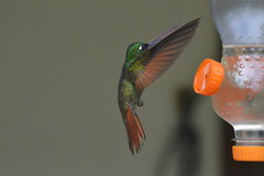 Heliodoxa rubricauda