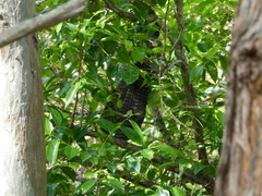 Centropus phasianinus
