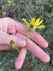 Senecio flaccidus douglasii