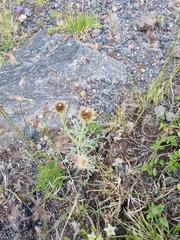 Psephellus caucasicus