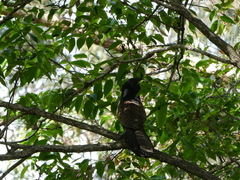 Centropus phasianinus