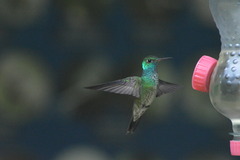 Chrysuronia versicolor