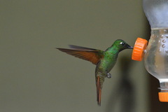 Heliodoxa rubricauda