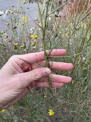 Senecio flaccidus douglasii