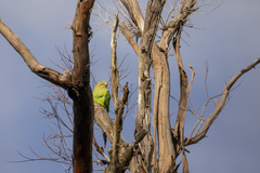 Polytelis swainsonii