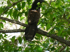 Centropus phasianinus