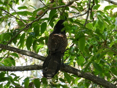 Centropus phasianinus