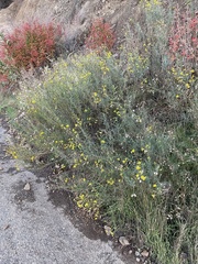 Senecio flaccidus douglasii