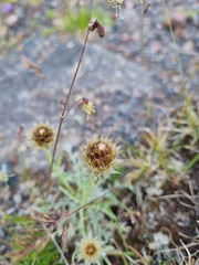 Psephellus caucasicus