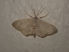 Idaea minuscularia