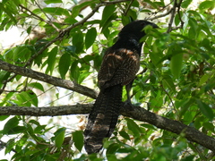 Centropus phasianinus