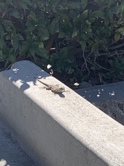 Sceloporus occidentalis