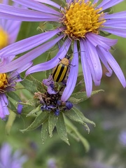 Disonycha glabrata