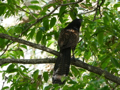 Centropus phasianinus
