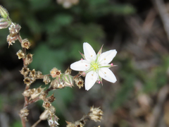 Minuartia glomerata